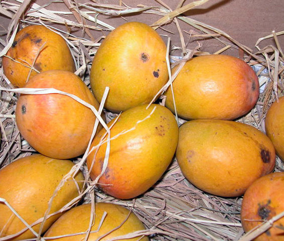 File:Alphonso mango.jpg
