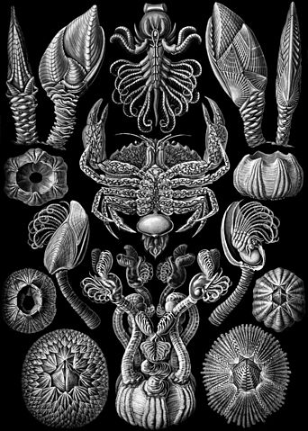 File:Haeckel Cirripedia.jpg
