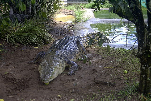 File:Large Crocodylus porosus.jpg