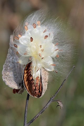 File:Milkweed-in-seed2.jpg