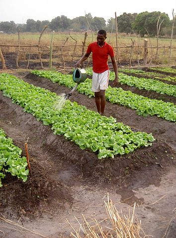 File:Lettuce watering in CAR.jpg