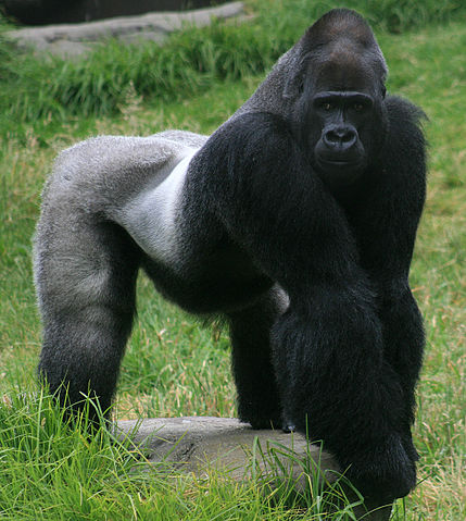 File:Male gorilla in SF zoo.jpg