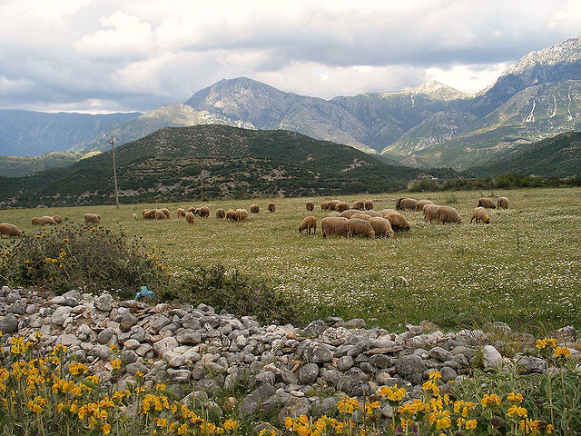 File:Albania pasture.jpg