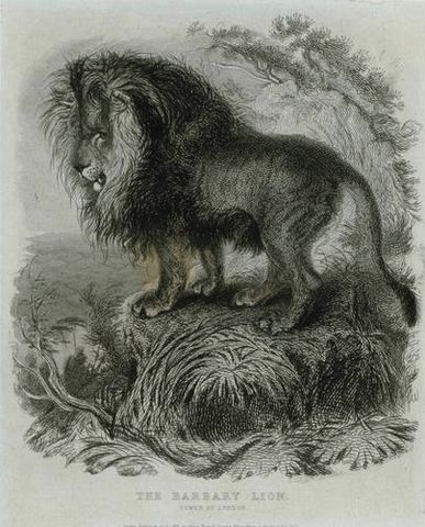 File:The Barbary Lion.jpg