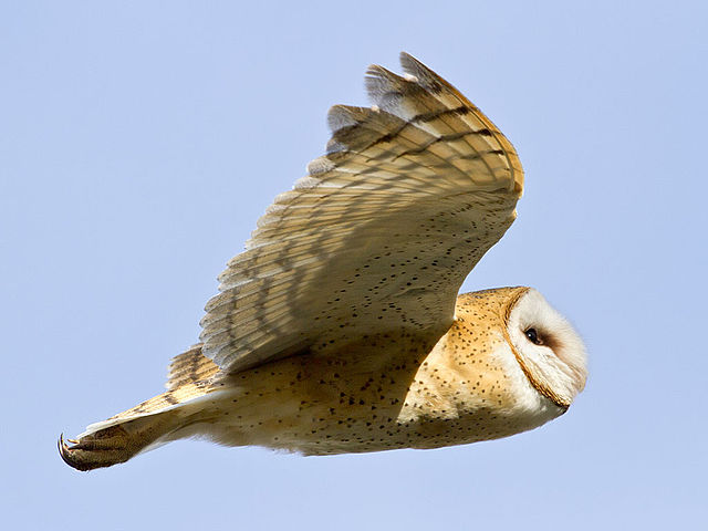 File:Barn Owl Tyto alba Carrizo 2.jpg