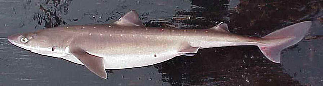 File:Squalus acanthias2.jpg