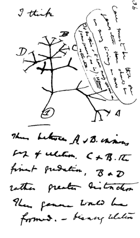 File:Darwin tree.png
