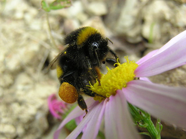 File:Bumblebee 05.JPG