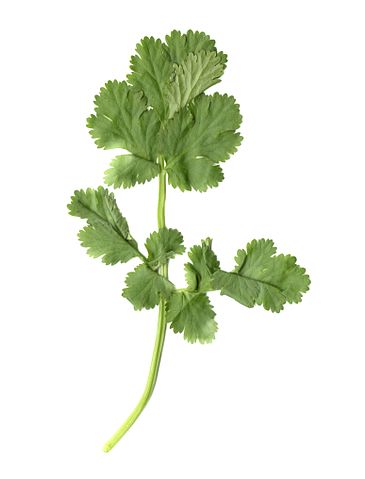File:Cilantro leaf.jpg