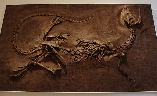 File:DilophosaurusROM1.JPG