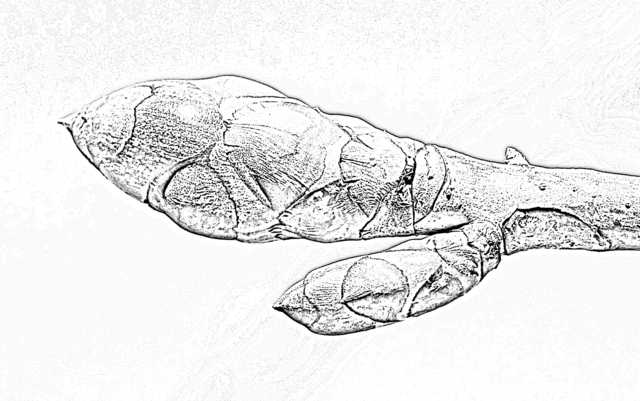 File:Magnolia bud ilustration p.png