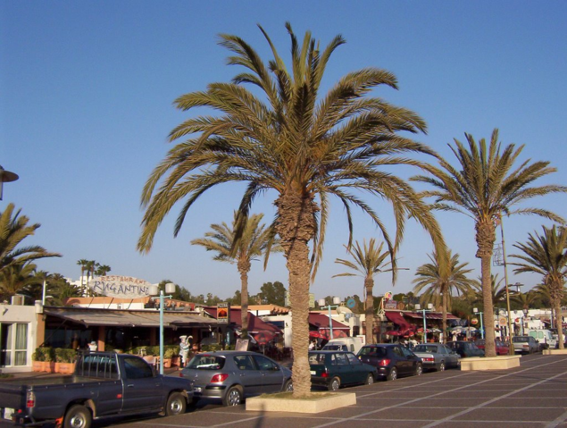 File:Agadir palms.png