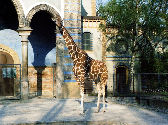 File:Giraffe-berlin-zoo.jpg