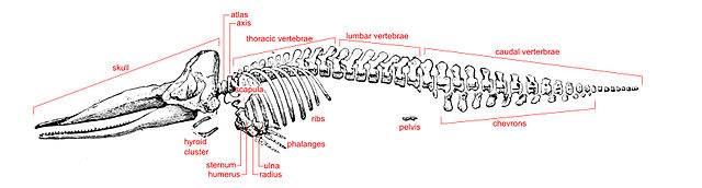 File:Sperm whale skeleton labelled.jpg