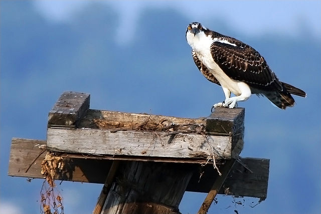 File:Juvenile osprey on nest.jpg