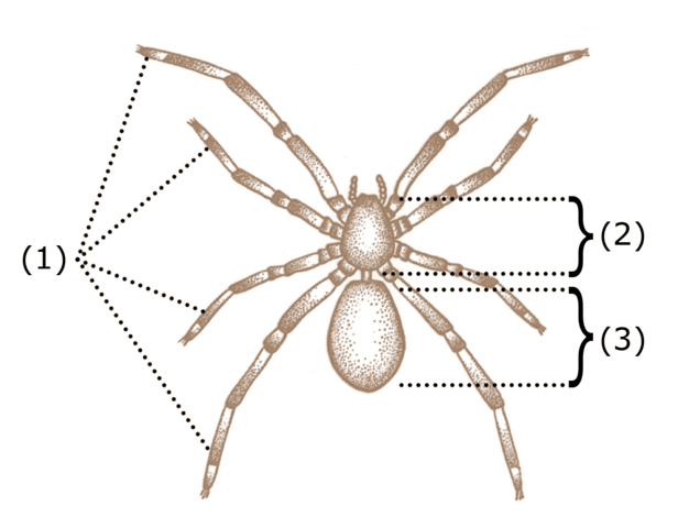 File:Spider-characteristics.png