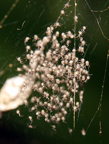 File:Gasteracantha mammosa spiderlings next to their eggs capsule.jpg