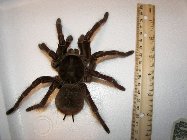 File:Male goliath birdeater 111508 013.jpg