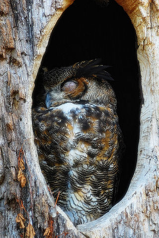 File:Owl sleeping in tree.jpg