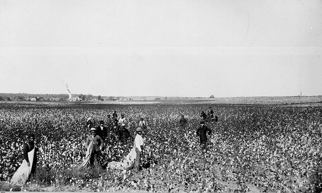File:Cotton field.jpg