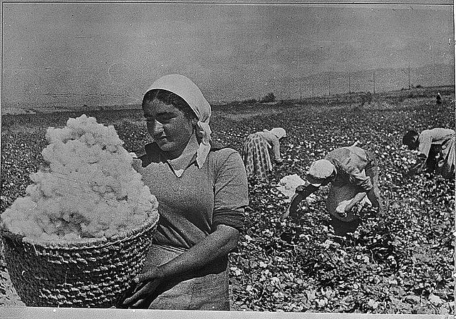 File:Armenian cotton.jpg