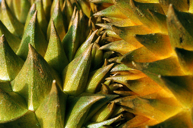 File:Durian with sharp thorns.jpg