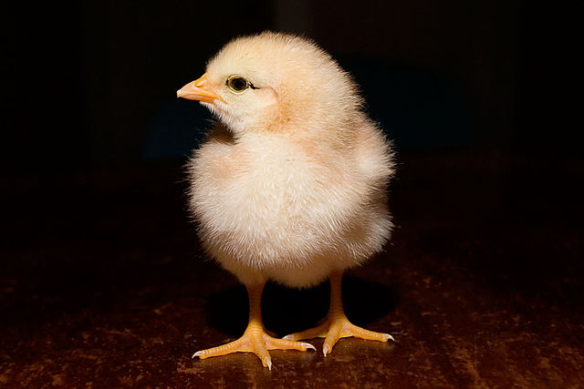 File:Day old chick black background.jpg
