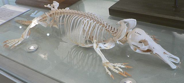 File:Platypus skeleton Pengo.jpg