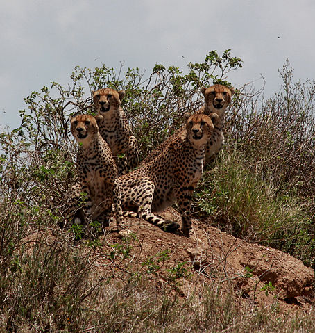 File:CheetahsSerengetiNationalParkApr2011.jpg