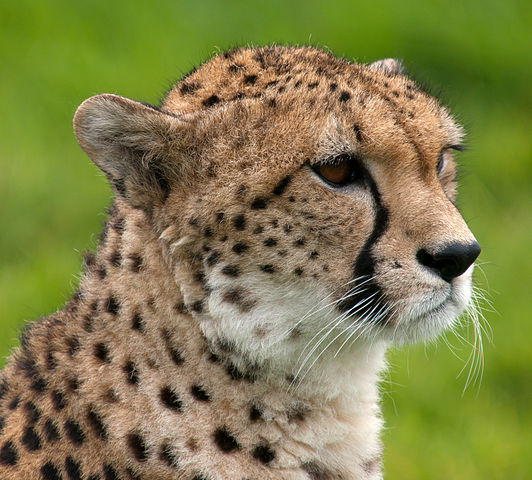 File:Cheetah portrait Whipsnade Zoo.jpg