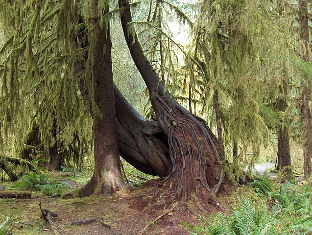 File:Hoh rain forest trees.jpg