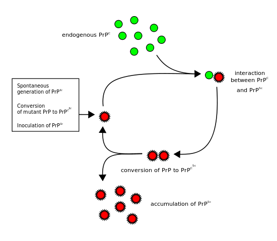File:Prion propagation.svg