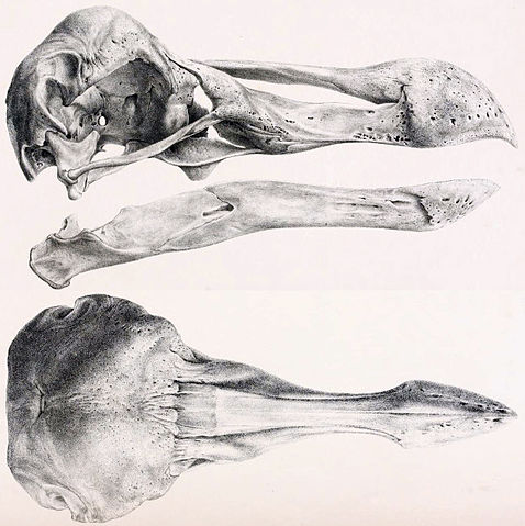 File:Oxford Dodo skull.jpg