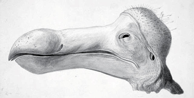 File:Dodo head.jpg