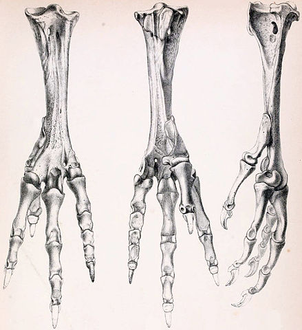 File:Oxford Dodo foot.jpg