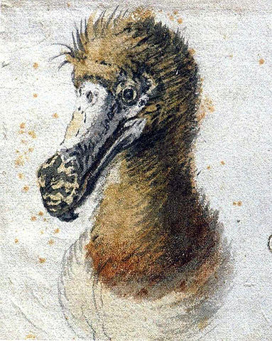File:Saftleven dodo.jpg