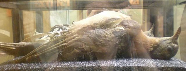 File:Last known Passenger Pigeon.jpg