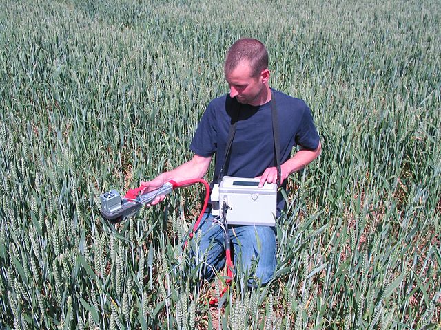 File:Measuring photosynthetic efficiency using an LCpro-SD.jpg