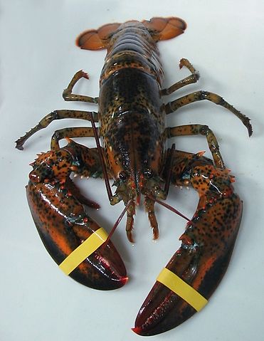 File:Bugre americanu.jpg