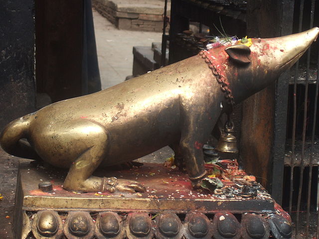 File:Nepal.rat.JPG