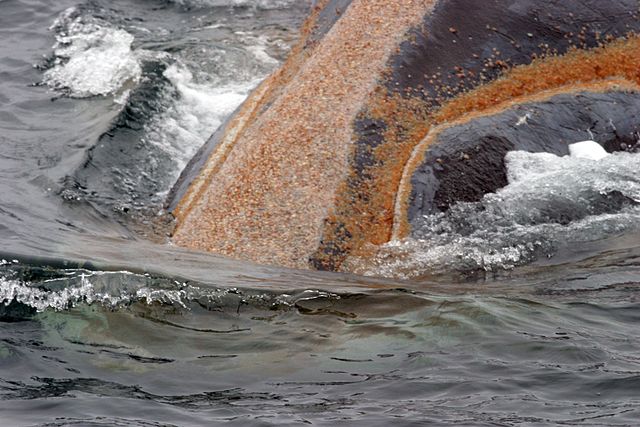 File:Orange whale lice right whale.jpg