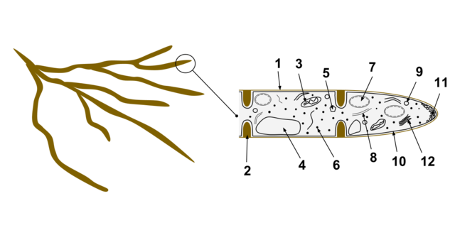 File:HYPHAE.png