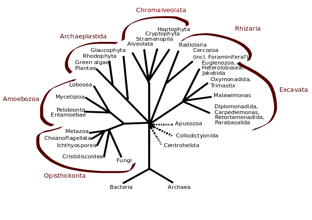 File:Eukaryota tree.svg
