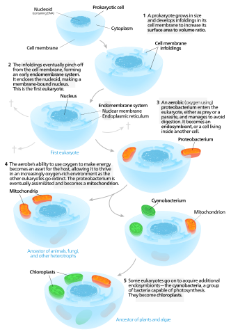 File:Serial endosymbiosis.svg