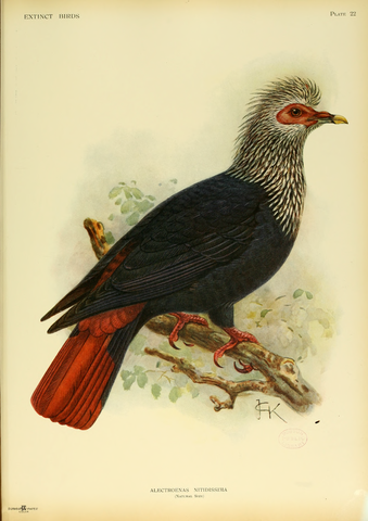 File:Extinctbirds1907 P22 Alectroenas nitidissima0325.png