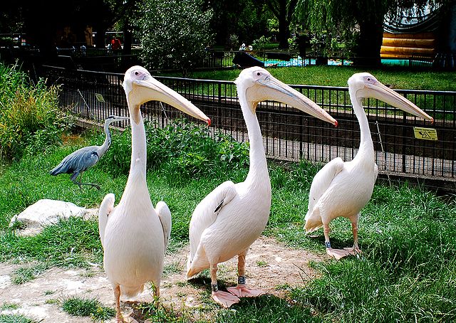 File:Pelecanus onocrotalus -London Zoo, England-8a.jpg