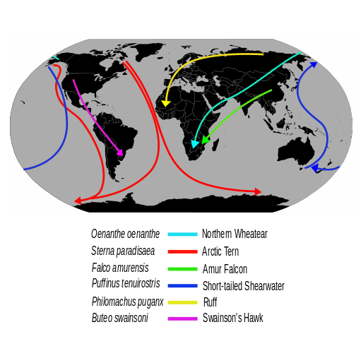 File:Migrationroutes.svg