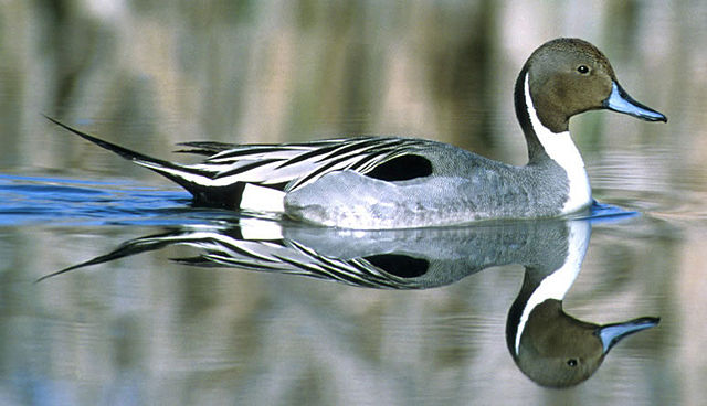 File:Northern Pintail.jpg