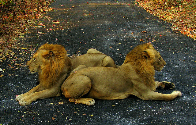 File:India Animals.jpg