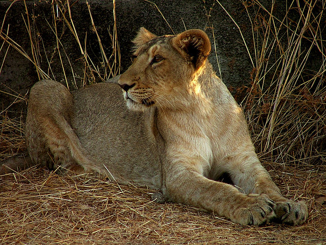 File:Lion Gir.jpg